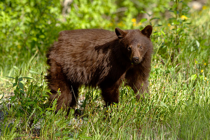 Whistler Black Bear.